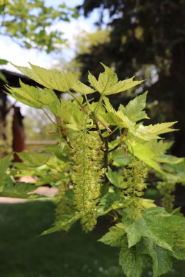 Acer pseudoplatanus 'Leopoldii' - javor horský, klen - květenství